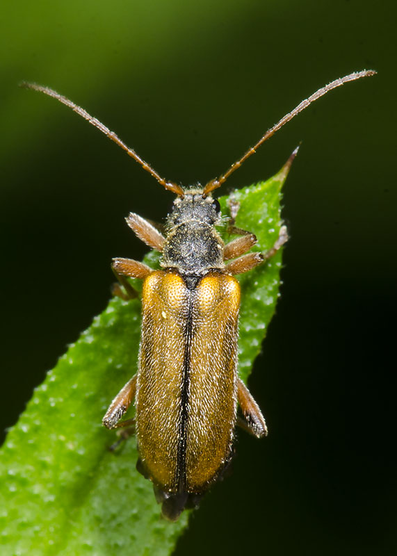 Cerambycidae: Cortodera humeralis, femmina